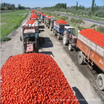 Vente en gros de concentré de concentré de concentré de tomates